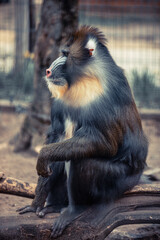 funny closeup of a mandrill, vulnerable baboon specie from Africa