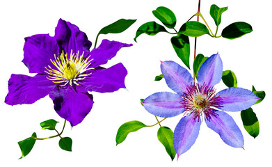 Obraz na płótnie Canvas collection Purple clematis flowers isolated on white background