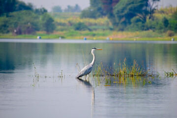 Gray heron (Ardea cinerea), photography of massive gray bird wading through flat lake, with fluffy feathers, large beak, long feathers on back side of head, scene from wild nature in India.