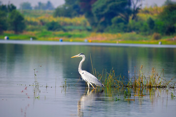 Gray heron (Ardea cinerea), photography of massive gray bird wading through flat lake, with fluffy feathers, large beak, long feathers on back side of head, scene from wild nature in India.
