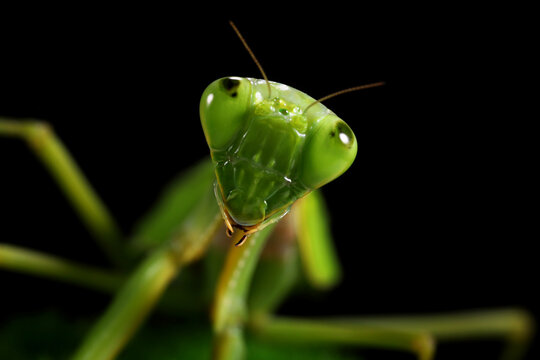 Close up photo of a Green Praying Mantis (Mantis religiosa).