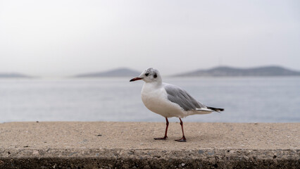 Seagull on the beach in spring. sea ​​and islands