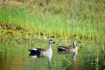 A beautiful picture of an Indian spot-billed duck birds.