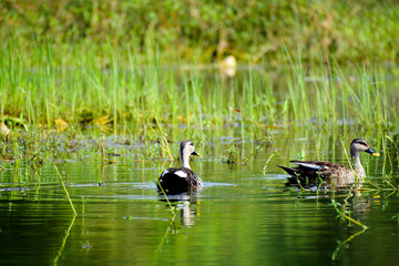 A beautiful picture of an Indian spot-billed duck birds.