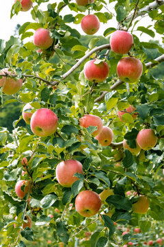 りんご農園のイメージ  北海道札幌市