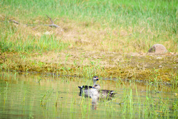 A beautiful picture of an Indian spot-billed duck birds.