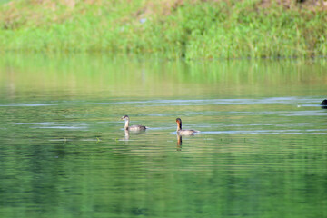 Indian Spot-billed duck small puppy.
