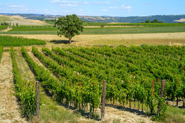 Fototapeta na wymiar Rural landscape near Montalcino,Siena, Tuscany