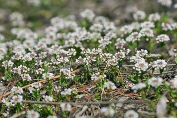 Capsella (plant) filed in Volgograd region, Russia
White spring forest Capsella flowers closeup