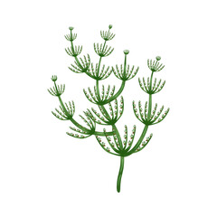 Seaweed Flat Illustration