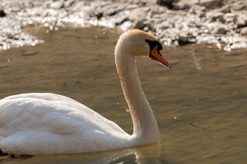 White swan in a lake in Oberriet in Switzerland