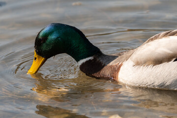 Male duck in a lake in Oberriet in Switzerland