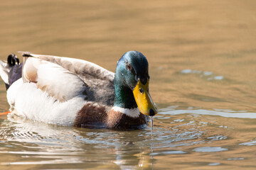 Male duck in a lake in Oberriet in Switzerland