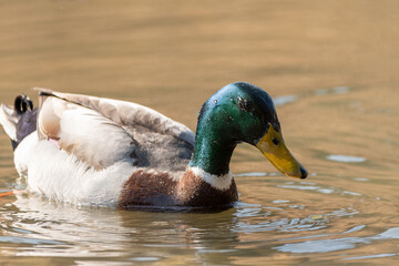 Male duck in a lake in Oberriet in Switzerland