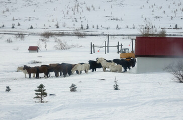Iceland ponies in the Westfjorden in wintertime