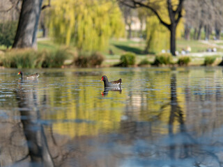 The moorhen in the park