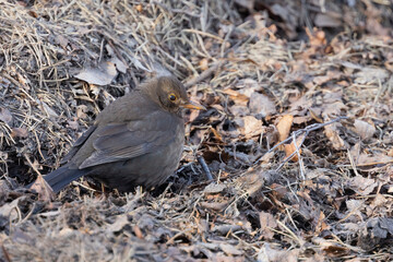 Blackbird