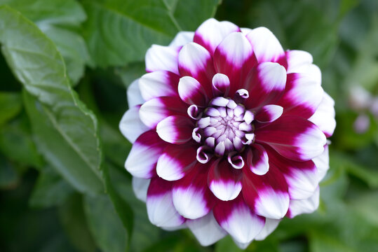 Decorative Dahlia Tomo Outdoor