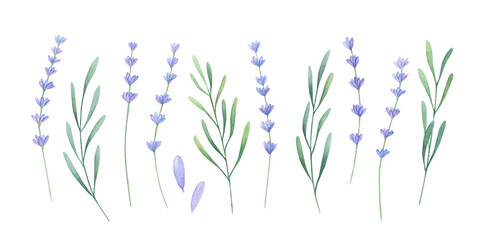 Lavender set watercolor illustration. Wedding invitation purple floral collection.
