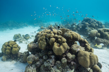 Naklejka na ściany i meble Seascape with various fish, coral, and sponge in the coral reef of the Caribbean Sea, Curacao