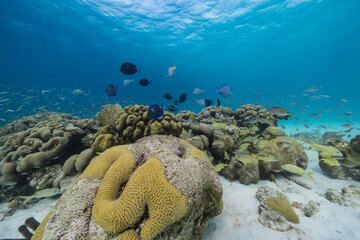 Seascape with various fish, coral, and sponge in the coral reef of the Caribbean Sea, Curacao