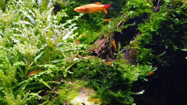 orange nano sakura shrimp clean java moss, plants and driftwood, planted iwagumi Amano style ecosystem, clean-up crew, peaceful fish in nature aquarium, blurred golden cloud mountain minnow