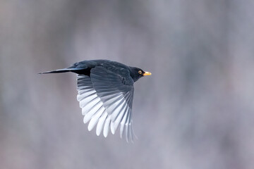 Blackbird