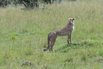 cheetah in the savannah