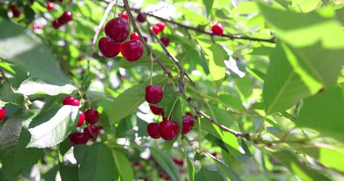 Picking cherries in the orchard. Close up of fresh and ripe cherries picking from a branch, slow motion