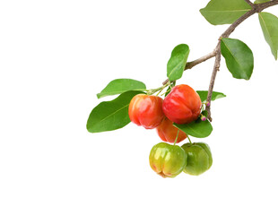 Acerola cherry hanging on branch  isolated on white background background.