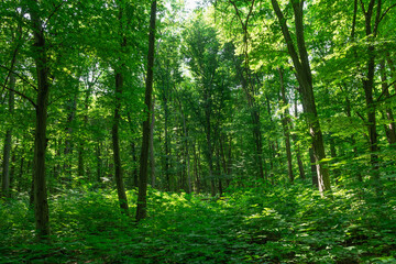 Sunlight in the green forest, spring time