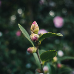 Camellia flower bud