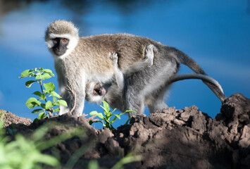 Vervet Monkey mother, (Chlorocebus pygerythrus  ) walking over rocks with baby clinging on underneath, baby with bright eyes shining in sunshine, Masai Mara, Kenya
