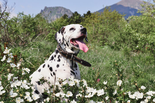 Portrait of a dalmatian in a collar whis tongue in a forest