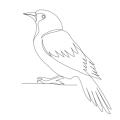 bird drawing in one continuous line, isolated vector