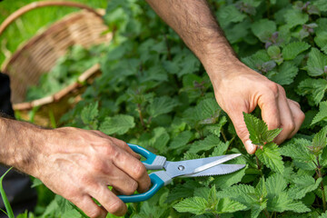 man's hands collecting nettle