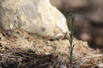 ants on the ground