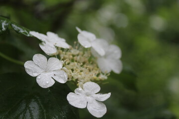 flowers of the sky