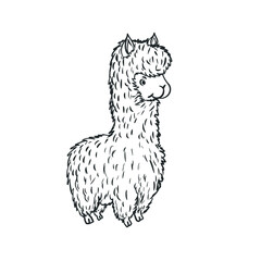 Cute Baby Lama alpaca standing hand-drawn vector illustration isolated on white for tattoo. posters