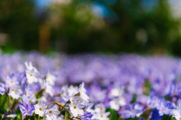 flowers in the forest