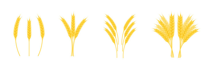 Ears wheat with grains of different shapes isolated on white background.