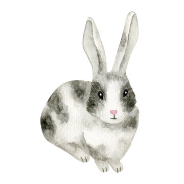 Watercolor rabbit illustration. Hand drawn cute baby bunny isolated on white background. Little spotty gray hare animal clipart. Easter rabbit for cards, printing