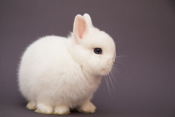 Cute bunny funny rabbit portrait