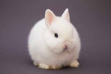 Fototapeta na wymiar Cute bunny funny rabbit portrait