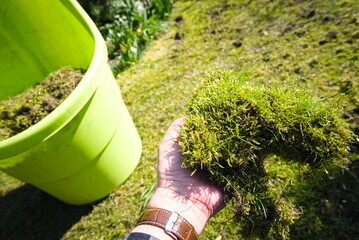 Thick moss with a lawn held in a gardener's hand - 497041557