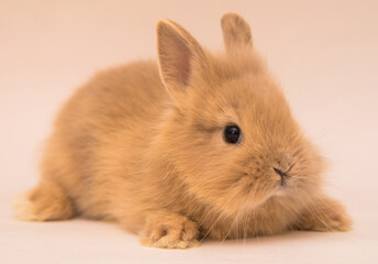 Cute bunny funny rabbit portrait