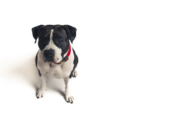 sad black and white dog looking up into the camera isolated studio shot full shot pet concept dog concept copy space. High quality photo