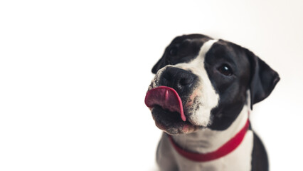 cute black and white dog with a red collar throwing a tongue out studio shot infinity white dog concept medium closeup copy space. High quality photo