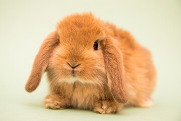 Fototapeta premium Cute bunny funny rabbit portrait