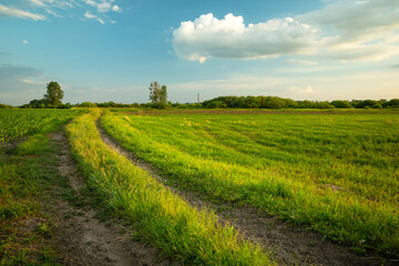 Fototapeta na wymiar Rural road along the green meadow, spring view, Nowiny, Poland
